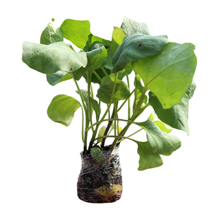 西红柿苗西瓜茄子辣椒黄瓜春季四季盆栽蔬菜苗秧番茄秧苗菜苗大全