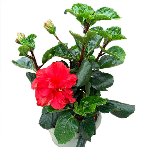 扶桑花盆栽四季朱槿花苗重瓣多色大红花好养绿植耐寒耐热阳台庭院
