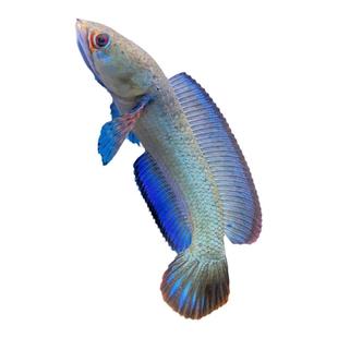 精品酒红雷龙鱼小型凶猛观赏鱼血斑火背七彩奶茶雷龙鱼活体包邮