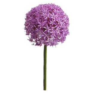 球迷花园 大花葱种球现货 自然球进口种球多年生球根花卉植物易养