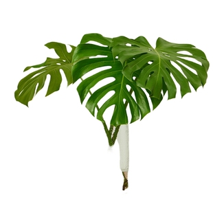 龟背竹盆栽纯水培植物高端老桩大叶水养绿植办公室除甲醛室内好养