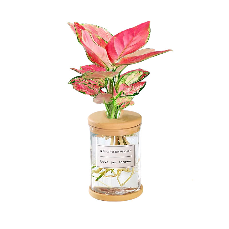 水培植物盆栽绿萝栀子花办公室内桌面小绿植花卉四季好养水养盆栽