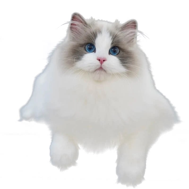 10年老店布偶猫质量保证全国可发