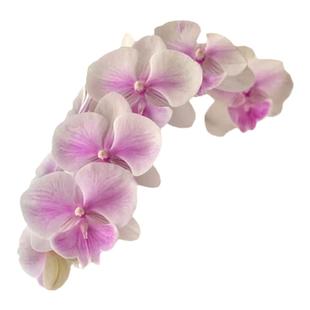 大舌头蝴蝶兰2.5寸3寸年宵花好运蝴蝶兰甜美人粉色迷雾禹城王子等