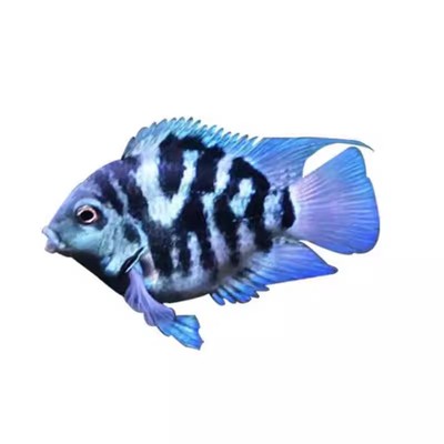 短鲷可繁殖活体淡水迷你鹦鹉鱼