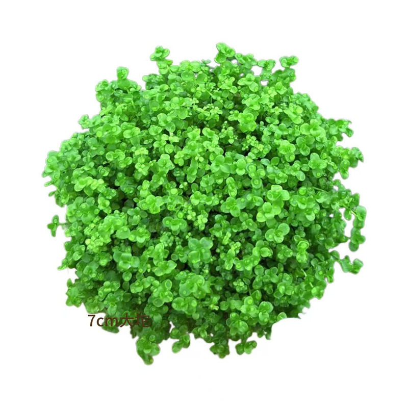 爬地矮珍珠坨草趴地水草植物生态