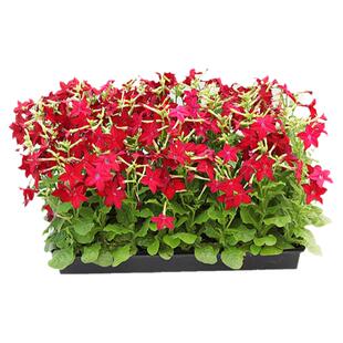 花烟草种子200粒大花烟仔草花籽长花期切花花坛室外阳台盆栽春播