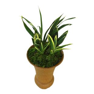 艾莹兰花金边矮种 金凤凰 精品四季兰花 建兰名品 圆尾艺兰花卉草