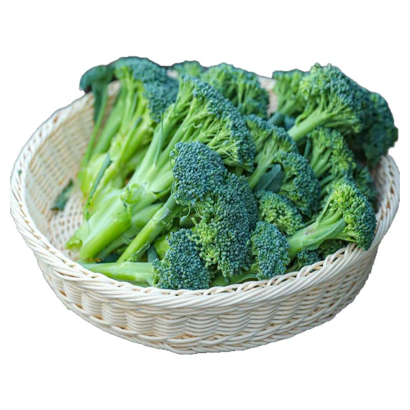 西兰苔苗秧苗芥蓝芥兰四季菜苔蔬菜种苗菜心秧苔菜西兰花秋天秋季