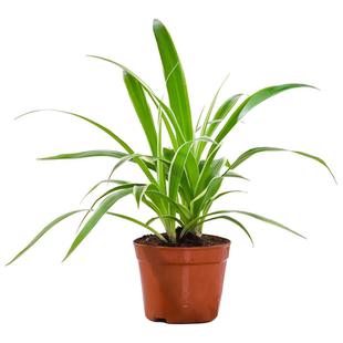 金边吊兰垂吊植物四季好养活绿植室内盆栽客厅阳台吊篮除甲醛花卉