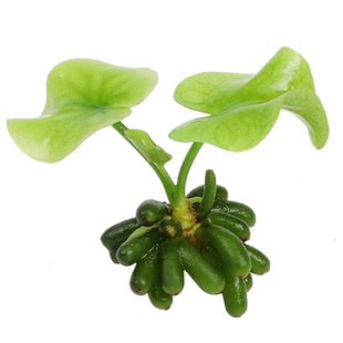 香蕉草水草植物真草鱼缸水草造景鱼草缸绿植新手懒人养鱼睡莲浮萍