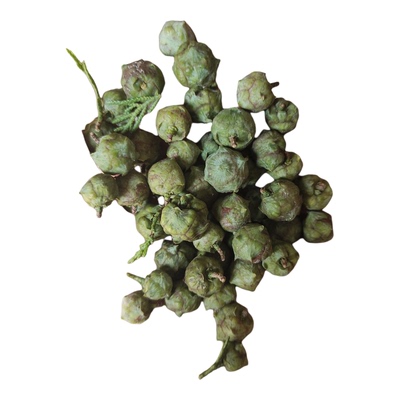 新鲜侧柏果柏树籽柏铃子柏树果