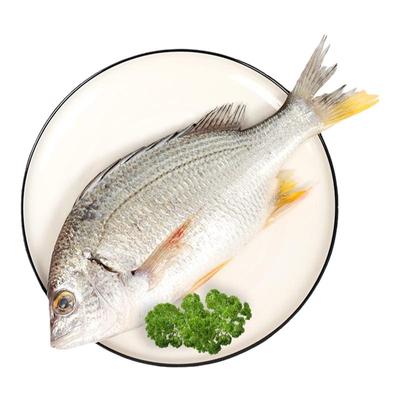 新鲜黄翅鱼海捕黄脚立黄立鱼海鲜