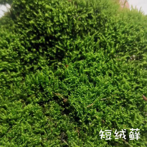苔藓微景观：自然之美在方寸间的展现