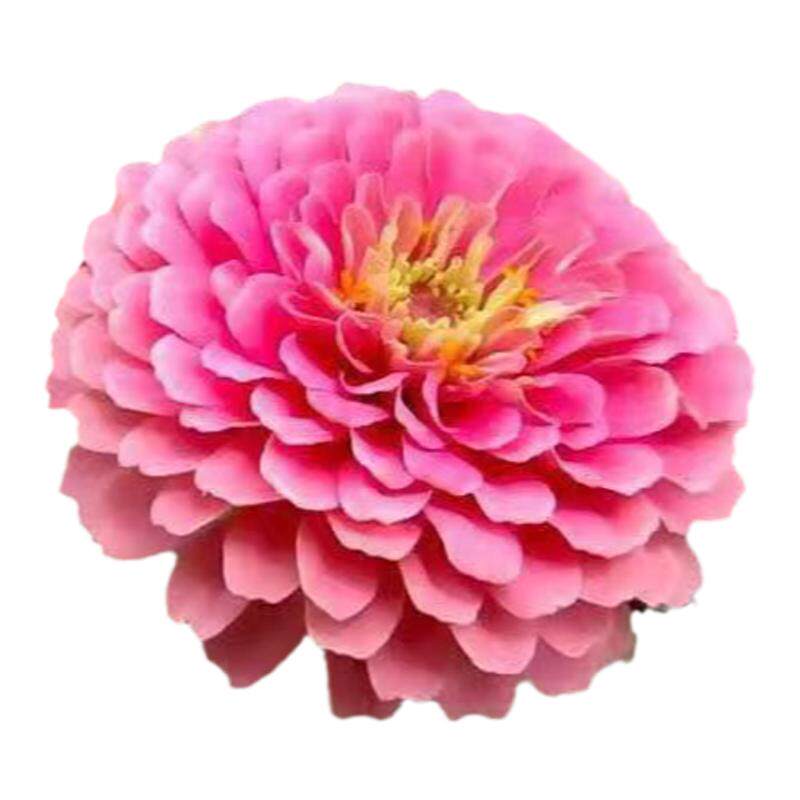 百日草种子野花组合四季好活耐寒花种室外庭院易活波斯菊花卉花籽