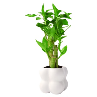 荷花竹文昌竹富贵竹带根观音竹节节高室内盆栽高考书桌绿植招财