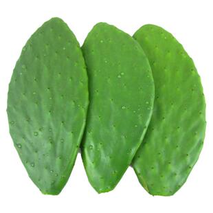 正宗米邦塔可食用仙人掌叶药用外敷煮水内服绿色种植美容灌肤多肉