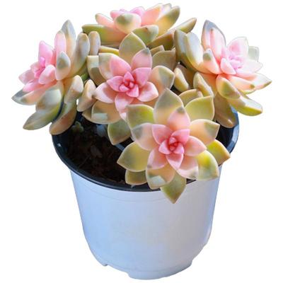 粉色紫雾多肉老桩绿植阳台