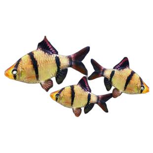 虎皮鱼四间新手好养耐活草缸群游鱼金虎蓝虎小型热带淡水观赏鱼苗