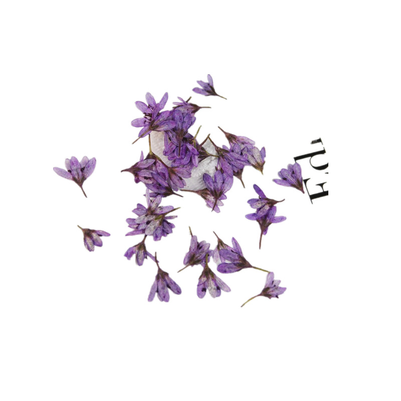 虎尾草小花干花真花美甲手工diy活动香薰蜡烛压花画水晶滴胶饰品