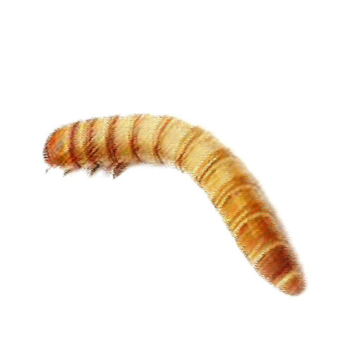 面包虫活虫黄粉虫活体活食物宠物零食鹦鹉鸟饲料虫仓鼠龙鱼乌龟粮