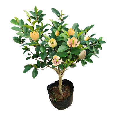 含笑花盆栽树苗带花苞室内阳台浓香型香蕉花庭院四季花卉耐寒植物