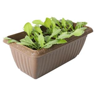 蒲公英种子的种籽婆婆丁巨型菜种蔬菜孑专用苗秧籽种菜籽籽种菜种