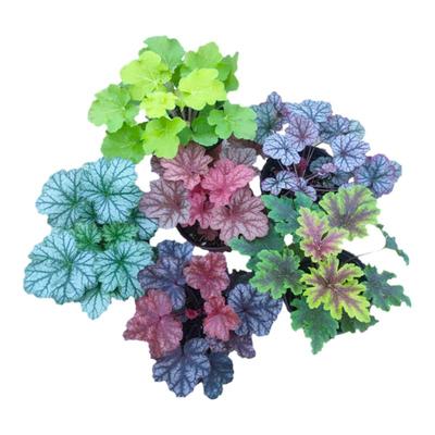 矾根花苗耐阴凉耐寒常绿观叶庭院