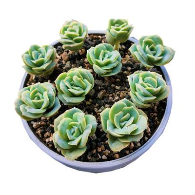 多肉植物盆栽组合室内阳台