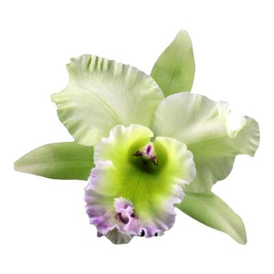 雅韵堂兰花阳台包邮浓香卡特兰