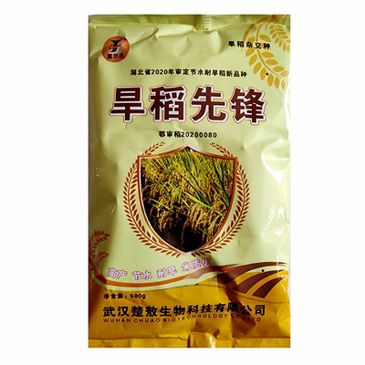 节优804杂交长粒旱稻谷水稻种子