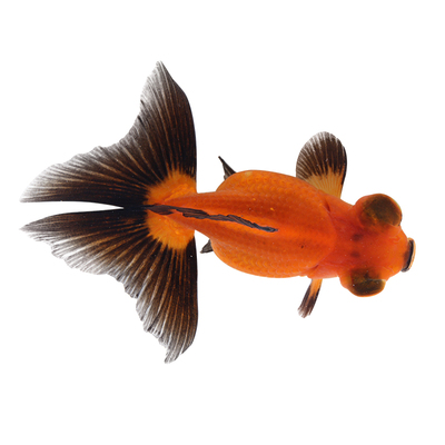 金鱼活鱼冬季冷水观赏鱼