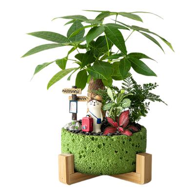 发财树盆栽办公室桌面绿植