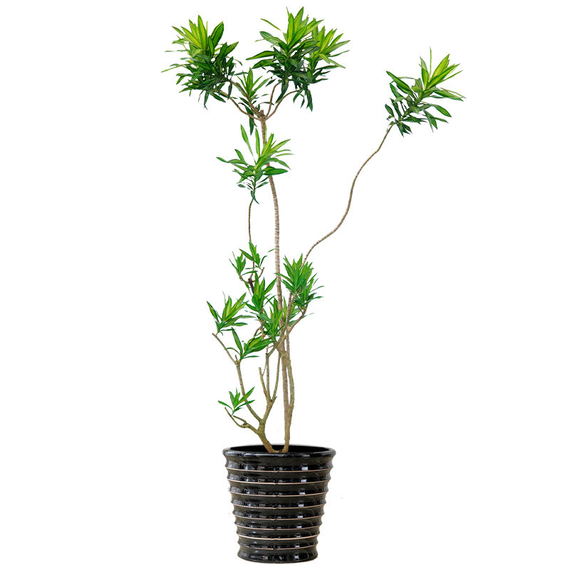 植物大绿植花卉室内百合竹办公室