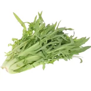 四季花芽苦麦菜种子广东甜麦菜苦麻菜籽青菜春秋季阳台蔬菜种孑籽