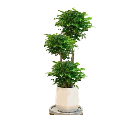 幸福树客厅盆栽大老桩除醛植物