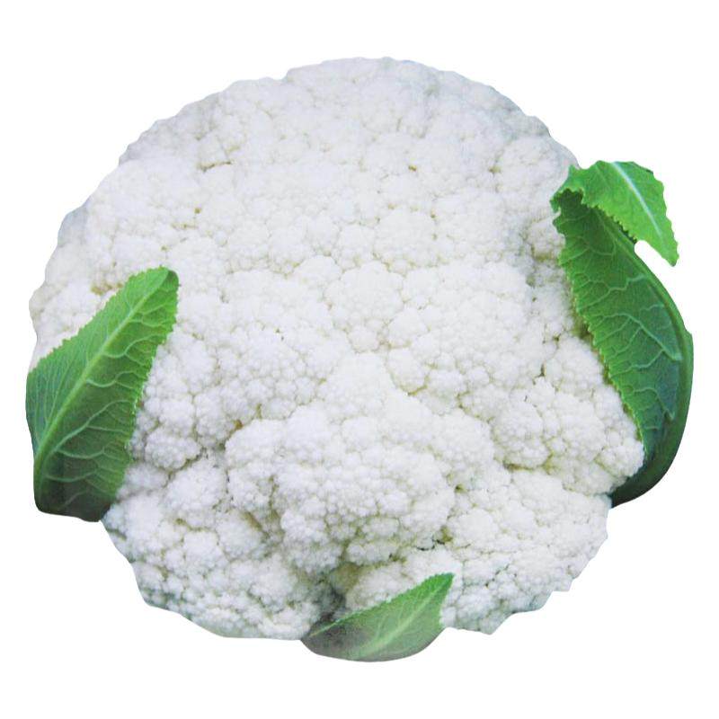白玉青梗松花菜种子花椰菜