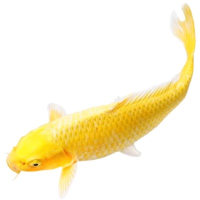 顺丰黄金锦鲤活鱼鱼金鱼好养耐活冷水鱼鱼苗活体小金鱼观赏鱼
