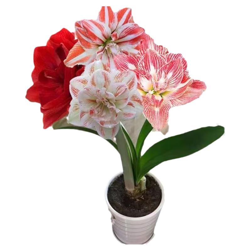 朱顶红球根花卉客厅春