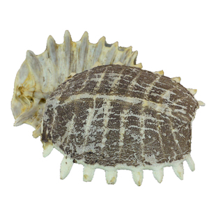 鳖甲中药材静萱正品生鳘甲壳甲鱼壳别甲鳖上盖子非野生鳖甲粉