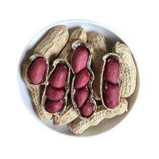 2024农家 红皮花生米 带壳新鲜湿花生 四粒红花生种子 小粒花生仁