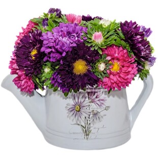 糖果翠菊种子四季播种开花矮翠菊花籽室内外阳台庭院盆栽花种籽子