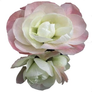 四季日本海棠花彩云飞盆景变色无刺新品种观赏阳台客厅