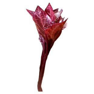 芍药 苗 时令草本花卉 庭院观赏绿化南北方多年生落叶植物喜阴湿