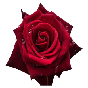 大红色红玫瑰花苗易活植物卡罗拉阳台四季盆栽庭院地栽特大花浓香