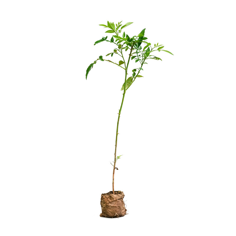 九叶青花椒树苗带土当年结果