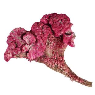 中药材精选红鸡冠花正品新货鸡冠干鸡冠头500克另有白鸡冠花