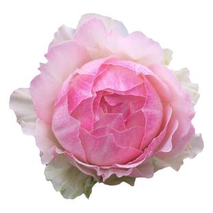 佩尔朱克月季花四季浓香灌木大花苗阳台盆栽庭院地栽切花玫瑰欧月