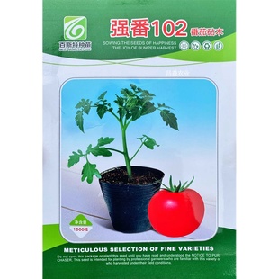 强番102番茄砧木 百斯特嫁接番茄砧木抗青枯根腐根系发达砧木种子