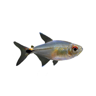 头尾灯鱼 热带鱼观赏鱼淡水鱼草缸中小型鱼群游灯科鱼活体